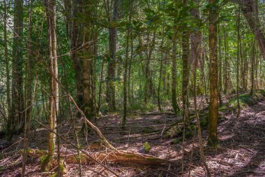 Patagonya And ormanları Arjantin 'in Patagonya, Rio Negro Eyaleti, Cantaros Şelalesi' nin izlerinden görüldü. Yüksek kalite fotoğraf