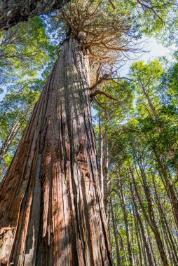 Patagonya And ormanları Arjantin 'in Patagonya, Rio Negro Eyaleti, Cantaros Şelalesi' nin izlerinden görüldü. Yüksek kalite fotoğraf