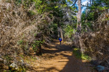 Arrayanes Yolu, Moreno Gölü Batı Bariloch, Rio Negro Eyaleti, Arjantin Patagonya. Yüksek kalite fotoğraf