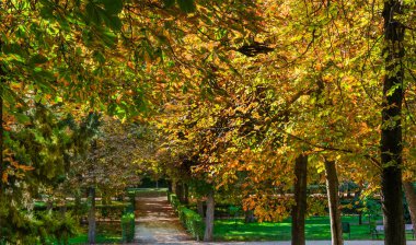 Sonbahar, orman, El Retiro Parkı, Madrid, İspanya, Avrupa. Yüksek kalite fotoğraf