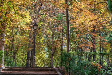 Sonbahar, orman, El Retiro Parkı, Madrid, İspanya, Avrupa. Yüksek kalite fotoğraf