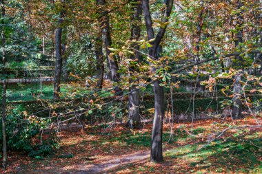Sonbahar, orman, El Retiro Parkı, Madrid, İspanya, Avrupa. Yüksek kalite fotoğraf