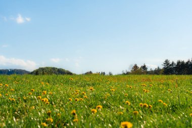 Açık mavi gökyüzünün altında çiçek açan sarı karahindibalarla Çek Cumhuriyeti 'nde taze bahar çayırları canlı mevsimsel bir manzara yaratıyor..