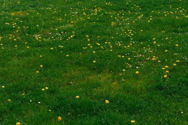 Parlak sarı karahindibalar ve küçük beyaz papatyalar baharda yemyeşil bir çayıra saçılmış. Çiçeklerin açtığı neşeli ve taze bir doğal geçmiş. İnsan yok, canlı doğa..