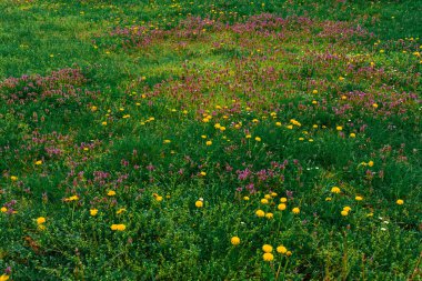 Sarı karahindiba ve küçük mor kır çiçekleriyle kaplı açık bahar çayırı. Yeşillik çimenli doğal çiçek dokusu. Geçmişler, doğa tasarımı ve mevsimsel kavramlar için ideal. Kimse yok..