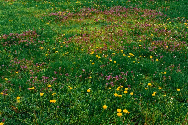 Sarı karahindiba ve küçük mor kır çiçekleriyle kaplı açık bahar çayırı. Yeşillik çimenli doğal çiçek dokusu. Geçmişler, doğa tasarımı ve mevsimsel kavramlar için ideal. Kimse yok..