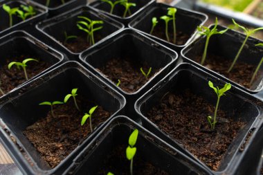 Küçük siyah plastik kaplarda yetişen taze fideler ve zengin topraklar, gün ışığında yakalandılar. Erken dönem bahçıvanlık, organik tarım ve bitki yetiştirme süreci. Kapalı ya da sera ayarları.