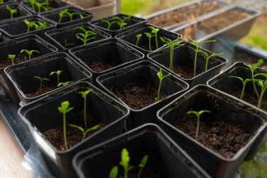 Küçük siyah plastik kaplarda yetişen taze fideler ve zengin topraklar, gün ışığında yakalandılar. Erken dönem bahçıvanlık, organik tarım ve bitki yetiştirme süreci. Kapalı ya da sera ayarları