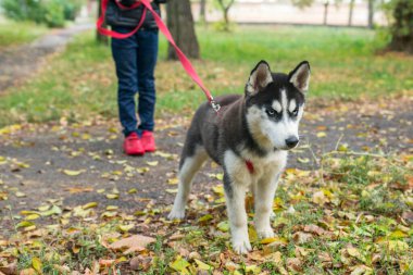 Parkta boğuk bir köpekle yürüyen bir çocuk. Sahibine sadık bir evcil hayvan. Evcil hayvan yürüyüşü..