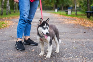 Genç bir kadın parkta iri yarı bir köpekle yürüyor. Sahibine sadık bir evcil hayvan. Evcil hayvan yürüyüşü..