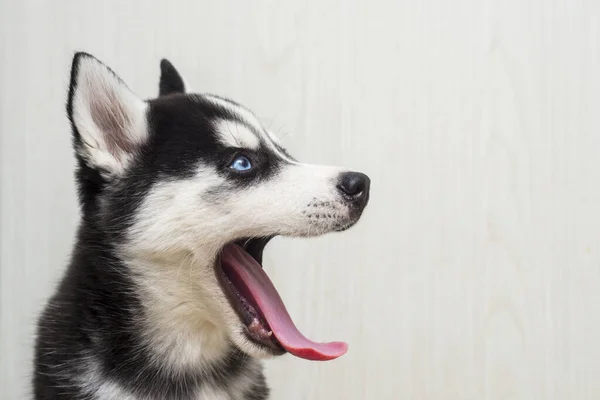 Porträtt Sibirisk Huskyvalp Med Öppen Mun Hund Tittar Höger Sida — Stockfoto
