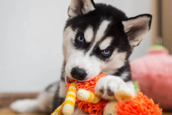 Husky Puppy Spelen Met Speelgoed Kleine Hond Thuis Een Kamer — Stockfoto