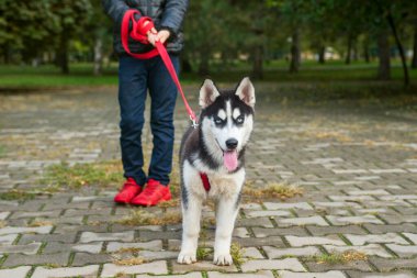 Parkta boğuk bir köpekle yürüyen bir çocuk. Sahibine sadık bir evcil hayvan. Evcil hayvan yürüyüşü..