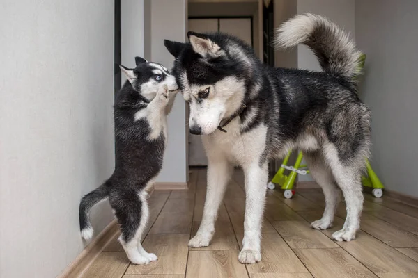 Два Хаски Дога Играют Дома Мать Собака Играет Своим Щенком — стоковое фото