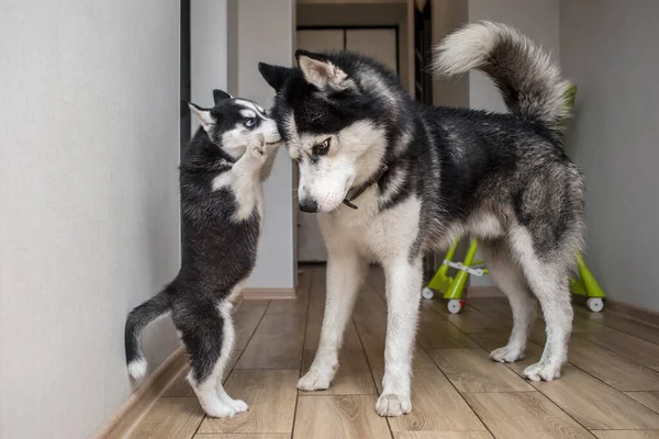 Deux Chiens Husky Jouent Salle Maison Mère Chien Jouer Avec — Photo