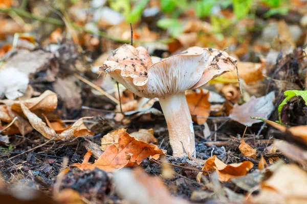 A wild mushroom in the forest in autumn. Concept of mushroom picking in the forest during autumn. Forest mushroom.