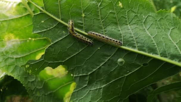 Larva Ulat Dari Kubis Kupu Kupu Putih Makan Daun Menutup — Stok Video