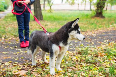 Parkta boğuk bir köpekle yürüyen bir çocuk. Sahibine sadık bir evcil hayvan. Evcil hayvan yürüyüşü..