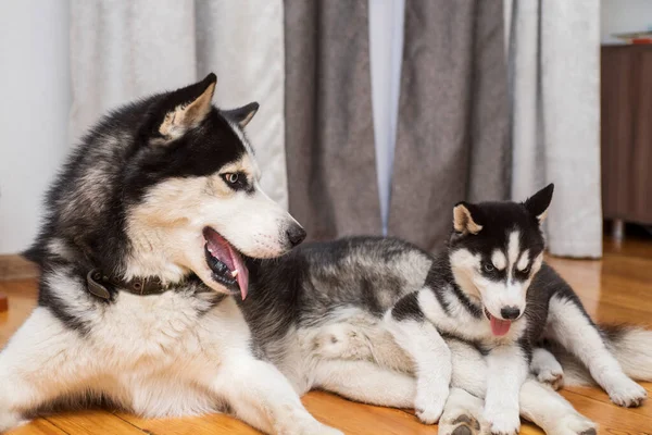 2匹の犬が家で屋内で遊んでいる 母犬遊びともに彼女の小さな子犬 — ストック写真