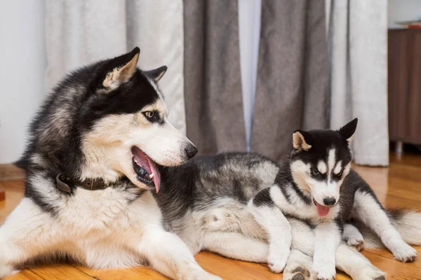 Two husky dogs are playing indoor at home. Mother dog playing with her little puppy.