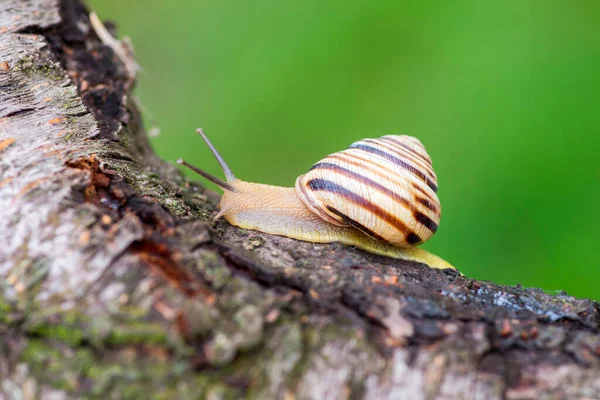 花园里一棵树上的蜗牛 蜗牛在树枝上滑行 — 图库照片