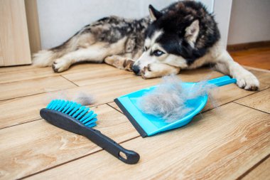 Köpeği deri değiştirdikten sonra saç bir kepçeyle bir fırçayla toplanır. Evde köpek kılı temizliyorum. Hayvan bakımı.