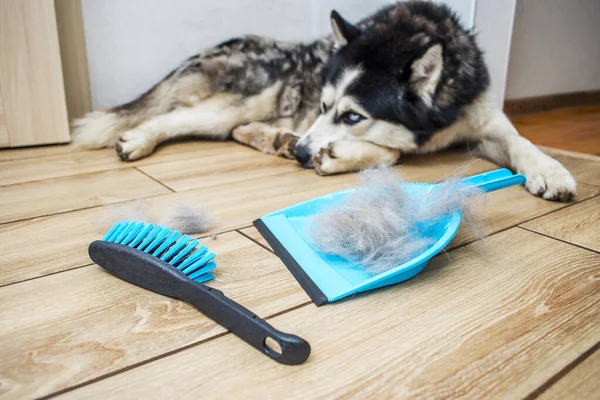 The hair after molting the dog is collected in a scoop with a brush. Cleaning dog hair at home. Pet care.
