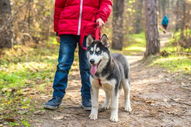 Çocuk güneşli bir günde sonbahar parkında köpekle yürüyor. Parkta köpeğiyle küçük bir çocuk..