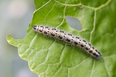 Lahana Beyaz Tırtıl. Cabbage White Caterpillar lahana yaprağı yiyor..