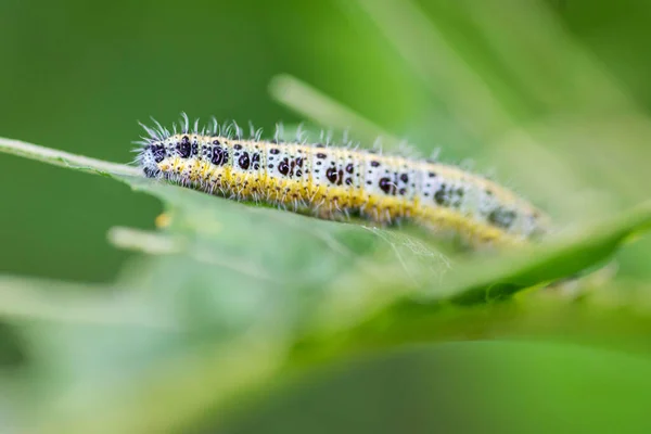 Kohlweißling Großaufnahme Von Kohl Weiße Raupe Frisst Kohlblatt — Stockfoto