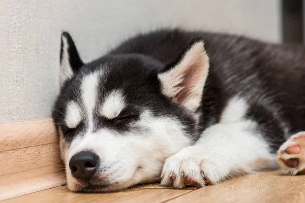 Siberian Husky Puppy Sleeping Floor Cute Husky Puppy Sleeps — Stock Photo, Image