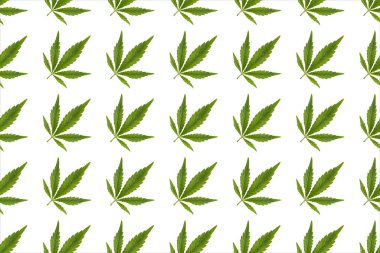 Beyaz arka planda yeşil kenevir yaprakları. Beyaz arka planda esrar yeşil yaprakları.
