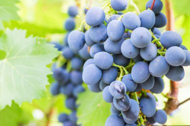Blue grapes in a vineyard. Bunch of grapes on a vine. Grape harvest.
