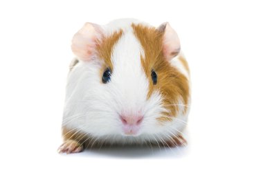 Guinea pig isolated on a white background. Domestic guinea pig. clipart
