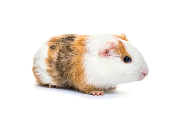 Guinee Varken Geïsoleerd Een Witte Achtergrond Als Landbouwhuisdier Gehouden Cavia — Stockfoto