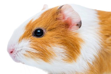 Şirin bir kobay, yakın plan. Hayvan portresi. Beyaz arka planda izole edilmiş Gine domuzu stüdyo portresi.