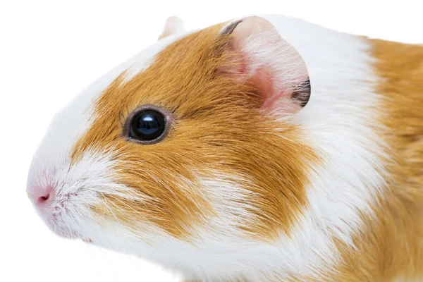 Schattig Cavia Close Dierenportret Guinee Varken Studio Portret Geïsoleerd Een — Stockfoto