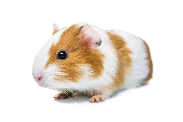 Guinee Varken Geïsoleerd Een Witte Achtergrond Als Landbouwhuisdier Gehouden Cavia — Stockfoto