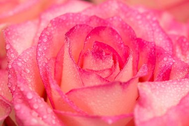 Su damlalı pembe gül çiçeği. Gülün üzerine su damlaları. Çiçek arkaplanı.