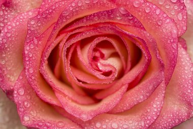 Su damlalı pembe gül çiçeği. Gülün üzerine su damlaları. Çiçek arkaplanı.