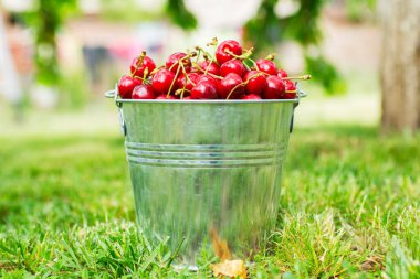Yaz bahçesinde toplanmış bir kova taze kiraz. Küçük metal bir kovada olgunlaşmış kirazlar.