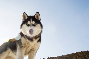 Gökyüzünün arka planında siyah-beyaz Sibirya kabuğunun portresi. Güzel Sibirya Husky köpeği.