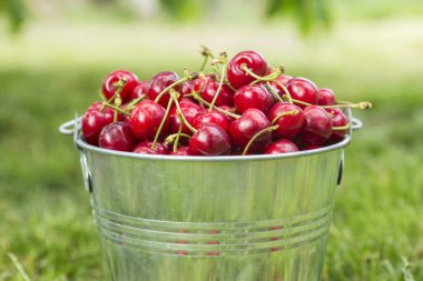Kova içinde olgun kirazlar. Bahçede yeni toplanmış kirazlarla dolu kova..