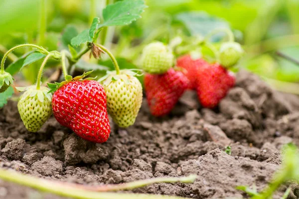 Strawberry plant. Strawberry bush. Strawberries are growing at garden.