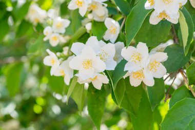 Güzel beyaz yasemin çiçekleri. Beyaz çiçekli güzel yasemin dalı. Çalılıklarda yasemin çiçekleri olan doğal bir geçmiş. Seçici odak.