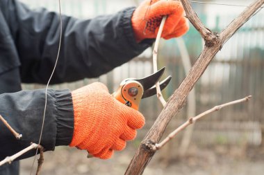Bahçıvan budama makası ile dalları buduyor. Bahar bitkisi budaması. Bahar bahçıvanlığı.