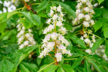 Yapraklar ve kestane çiçekleri. Çiçek açan kestane ağacı. Kestane çiçekleri.