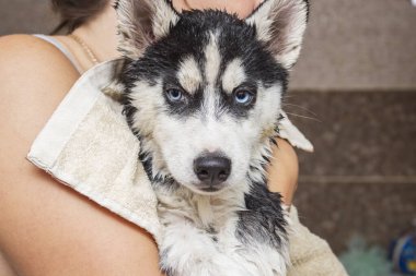 Female groomer wiping dog after taking a bath. A dog after bathing in a towel in her mistress hands .