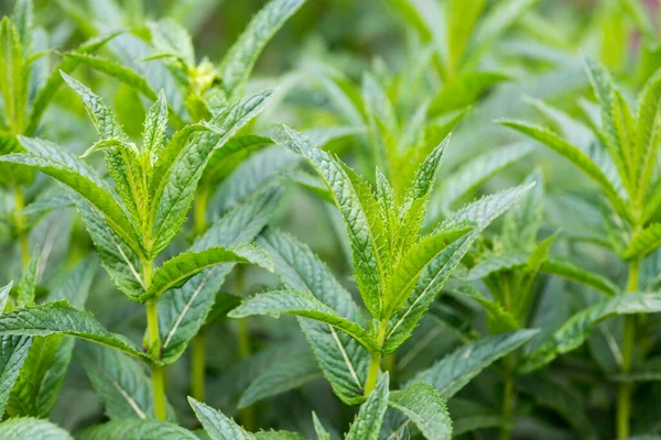 The mint plant grow in the vegetable garden . Closeup of fresh mint plant.