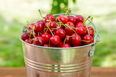 Kovada taze toplanmış kirazlar. Metal kovada olgun kırmızı kirazlar.